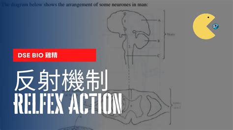 反射動作：人體的自動反應機制