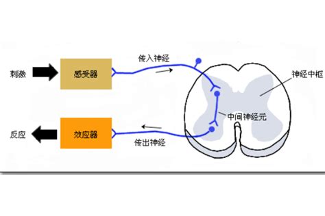 反射動作 中文