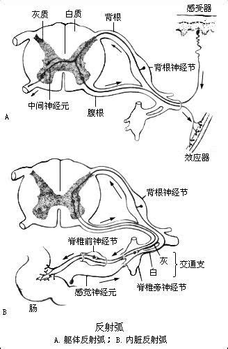 反射弧中文