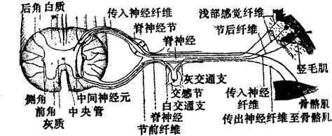 反射弧在人體運作中的重要性