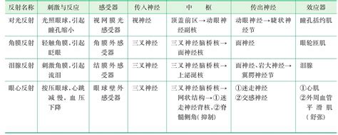 反射：身體與大腦之間的溝通橋樑