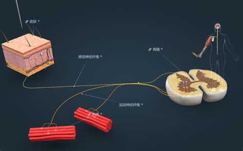 反射 中文：深入探索人體的自動反應機制