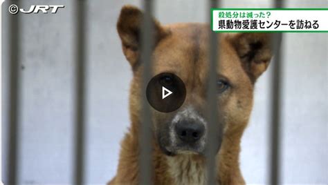 収容動物の保護と再ホーム化：