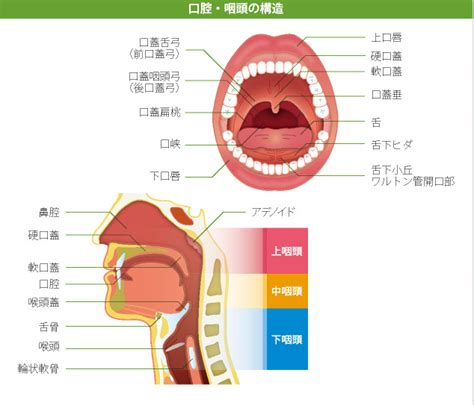 口腔内を冷やす