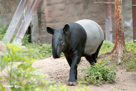 台北動物園