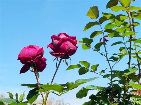 台北玫瑰園，繁花似錦，香氣馥郁