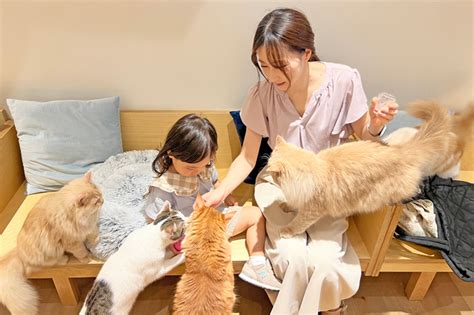 台東区で最高の猫カフェガイド：愛らしい毛玉との忘れられないひととき