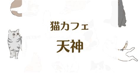 台東区で癒しのひとときを！おすすめの猫カフェガイド