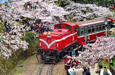 台灣經典旅遊景點，阿里山百年鐵道文化