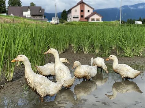 合鴨のカロリー：健康的な食事への賢い選択