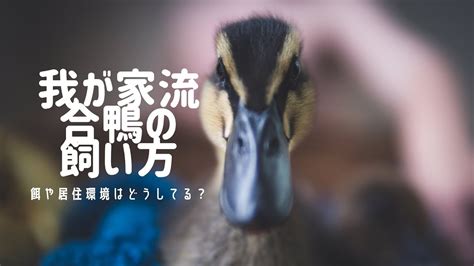 合鴨ペットの飼い方ガイド: 飼育方法、メリット、デメリット