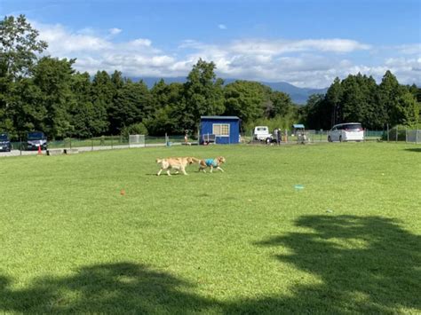 吉祥寺エリアで愛犬とのびのび過ごせるドッグラン徹底ガイド