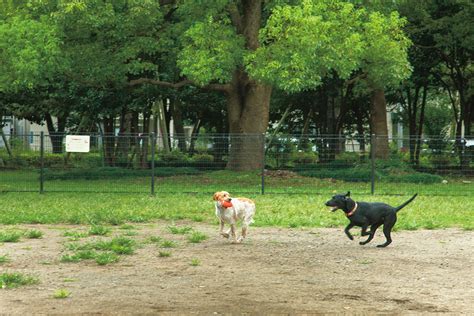 吉祥寺エリアのドッグラン徹底ガイド：飼い主と愛犬のための快適で楽しい散策場所