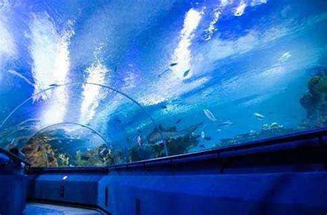 吉隆坡城中城水族館：踏入海洋 10000 公尺