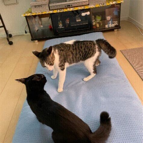 同居する猫同士の仲が悪くなる原因と改善策