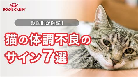 同居猫が仲が悪いときの対処法