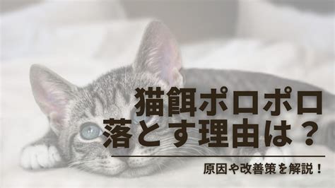 同居猫仲が悪い？原因と改善策を徹底解説