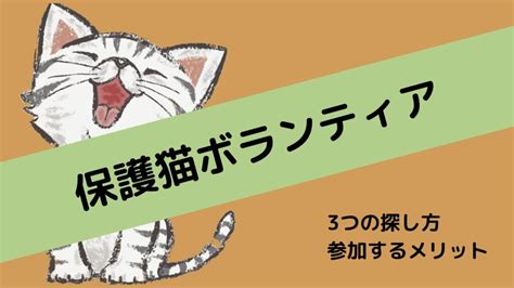 名古屋で保護猫ボランティアをすることの意義とメリット