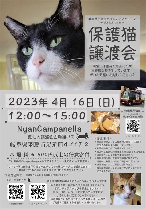 名古屋で保護猫ボランティア活動に参加しよう！