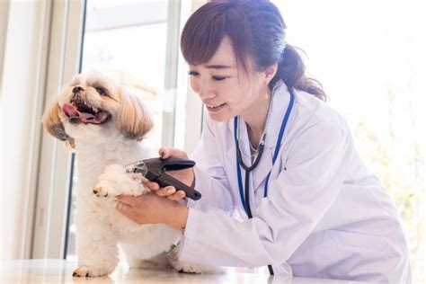 名古屋で信頼できる動物病院ガイド