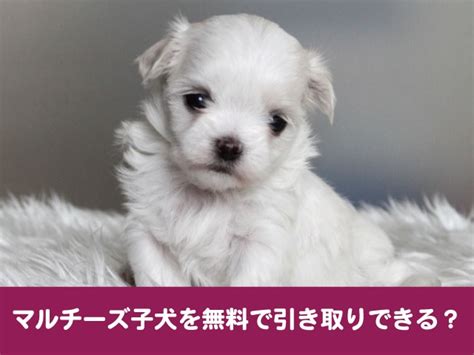 名古屋で可愛らしい子犬を無料で貰う方法