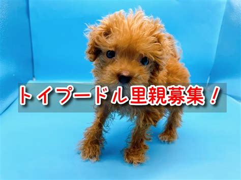 名古屋で子犬を無料でもらえる場所