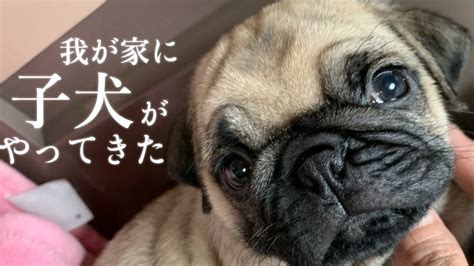 名古屋で無料の子犬をもらう方法