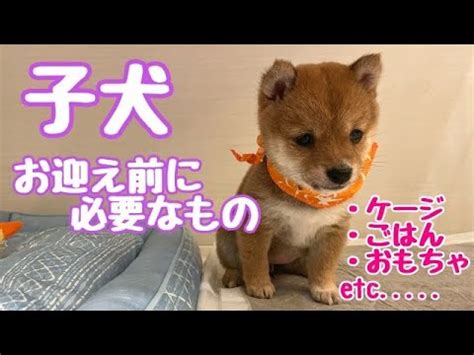 名古屋で無料の子犬を入手する方法