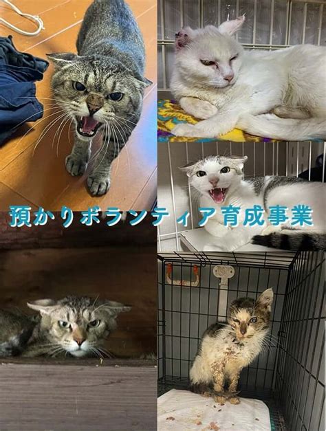 名古屋の保護猫ボランティア事情