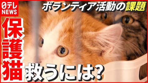 名古屋の保護猫ボランティア活動：現状と課題