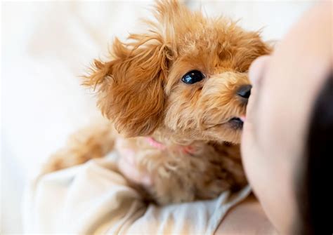 名古屋トリミング口コミ：愛犬に最良のケアを見つける