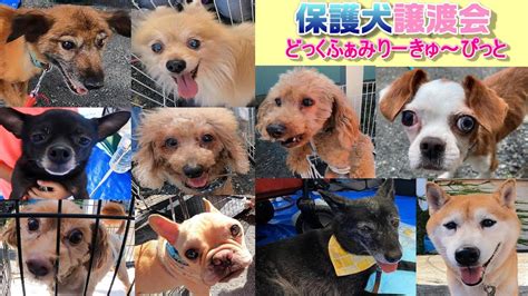 名古屋市で保護犬との新しい生活を送ろう！