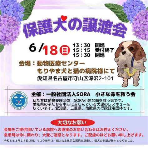 名古屋市で犬の譲渡を受けるための包括ガイド