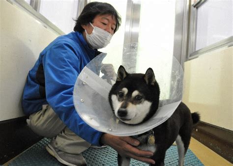 名古屋市で犬を譲渡する: 完全ガイド