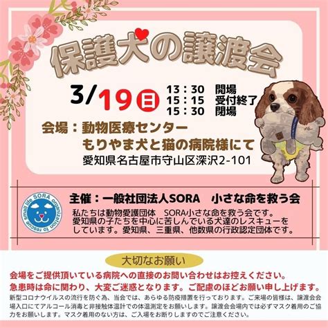 名古屋市で犬を譲渡する：完全ガイド