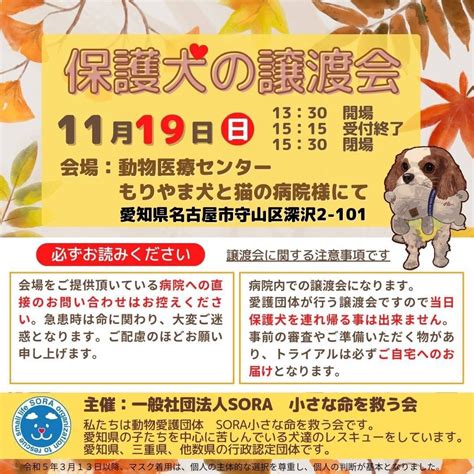 名古屋市の犬譲渡：やさしい心で、尊い命を救おう