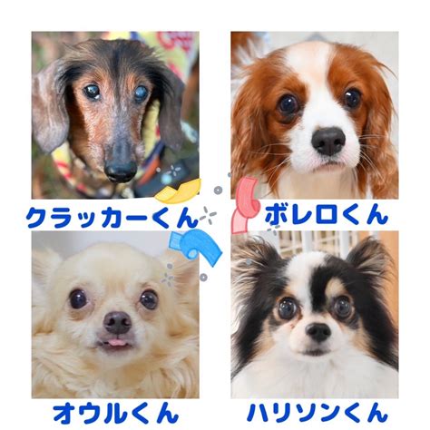 名古屋市保護犬をお迎えしよう