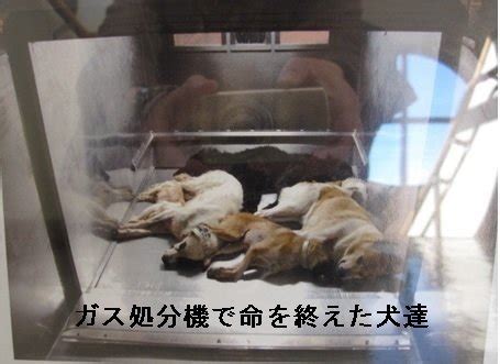 名古屋市動物愛護センターにおける殺処分問題とその解決策