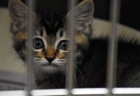 名古屋市動物愛護センターの殺処分問題