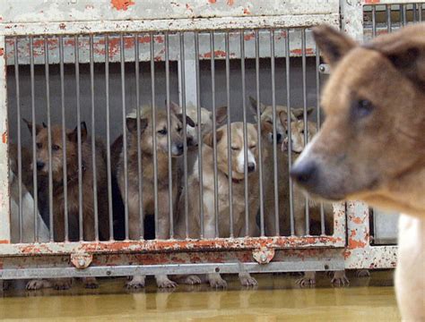 名古屋市動物愛護センターの殺処分問題の徹底解説