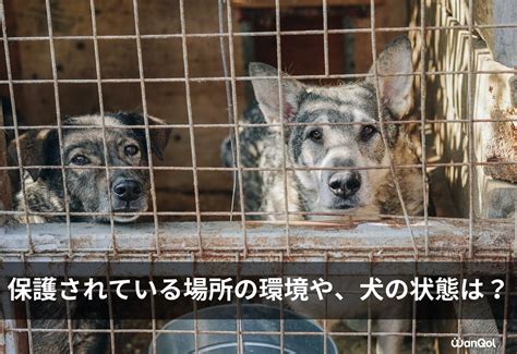 名古屋市動物愛護センターの殺処分問題を徹底解説