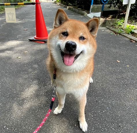 名古屋市動物愛護センター：あなたの大切なパートナーを守るために