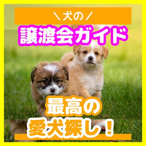 名古屋市犬譲渡ガイド: 愛犬を迎えるための包括的な情報源