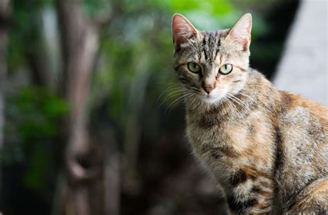 名古屋市野良猫引き取りに関する包括的なガイド