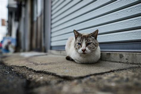 名古屋市野良猫引き取り徹底ガイド