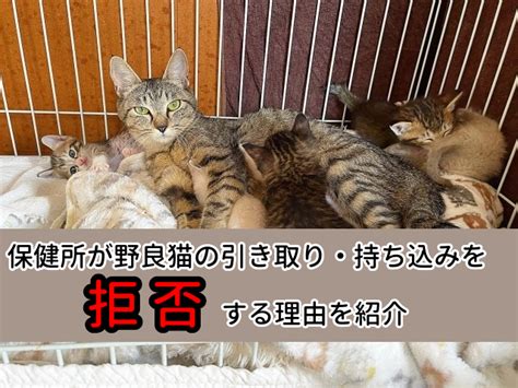 名古屋市 野良猫 引き取りのすべて