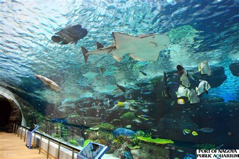 名古屋港水族館 門票