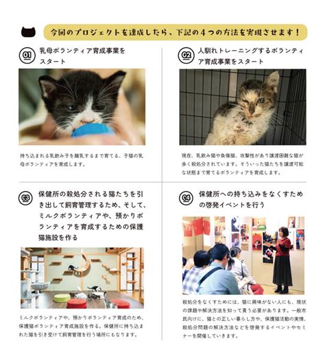 名古屋 保護猫 ボランティア：命を救うために