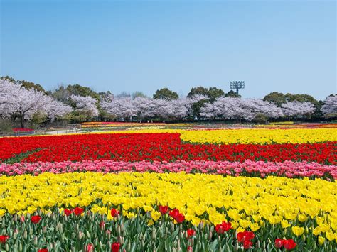 名古屋 名花之里