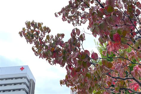 名古屋 花水木